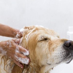 wash your dogs as you can