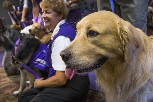 special pet service