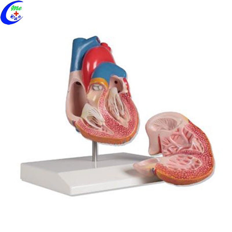 anatomical human heart model