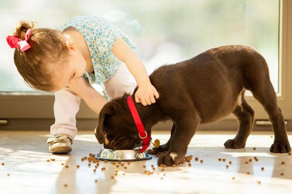 pet food