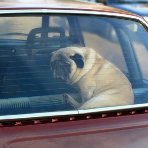 tips about dog care in summer