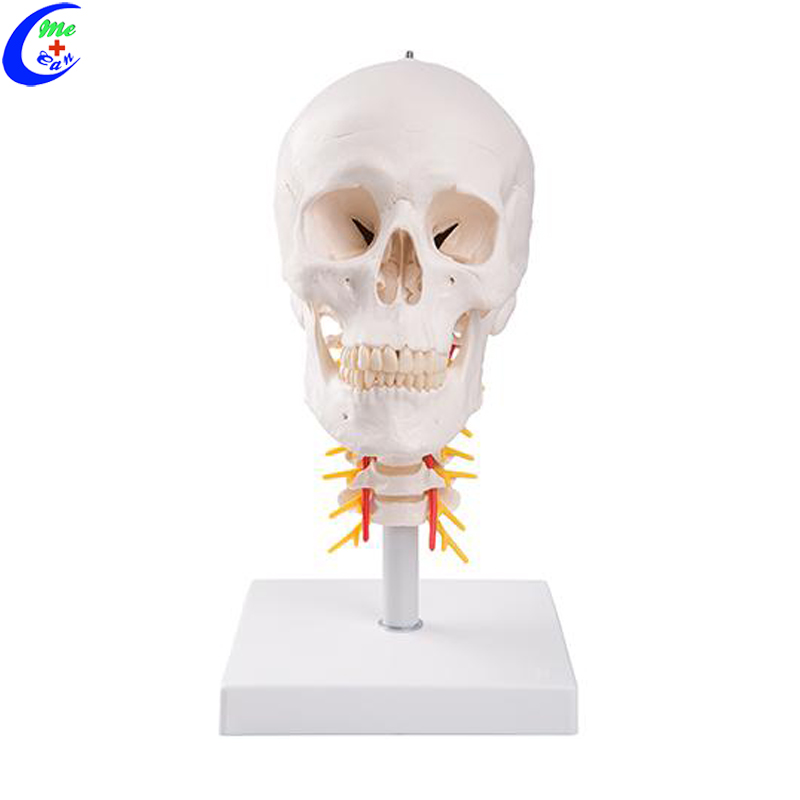 human anatomical model .jpg