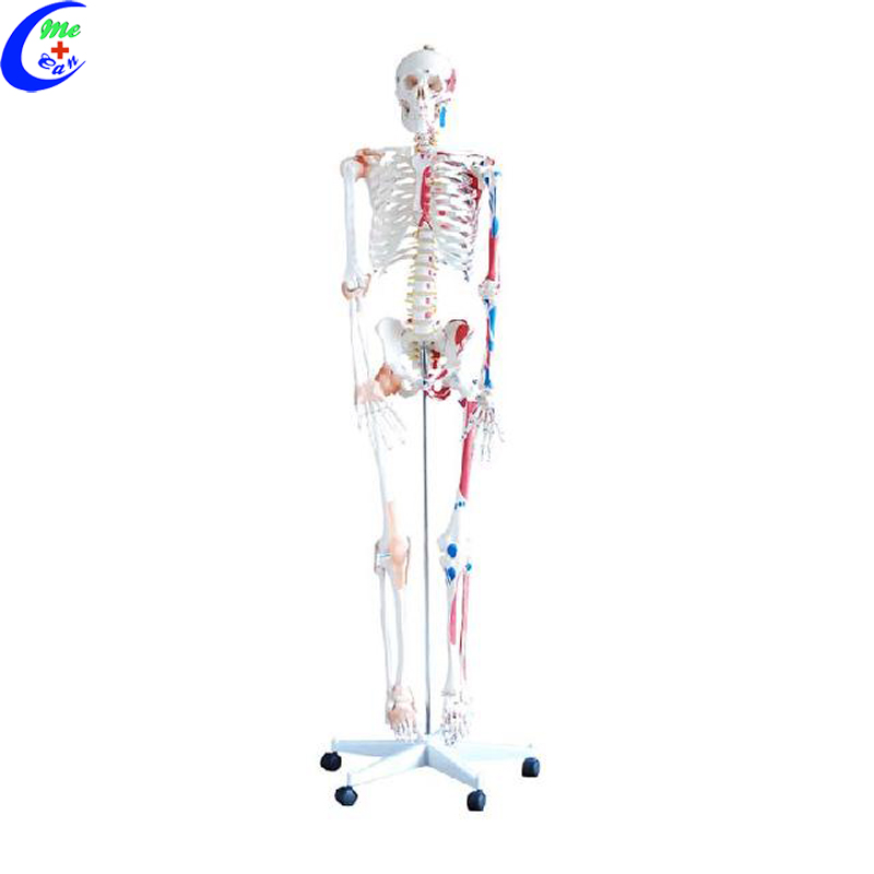 medical anatomical model.jpg