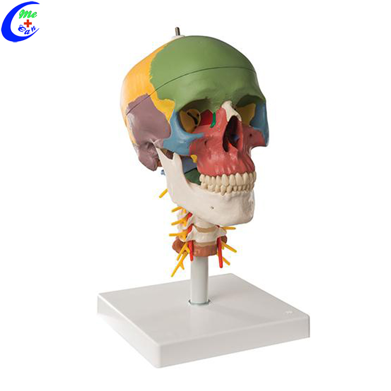 model anatomy .jpg