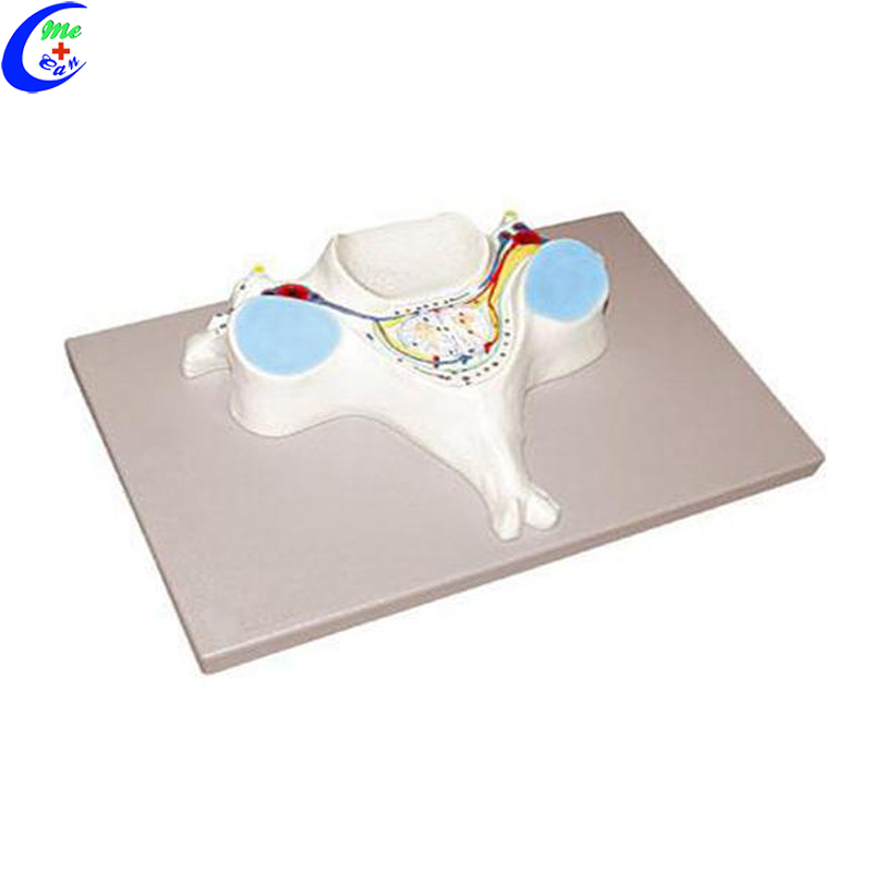 spinal cord model .jpg