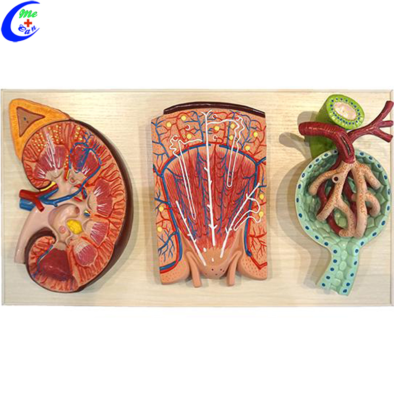 human anatomy model 3.jpg