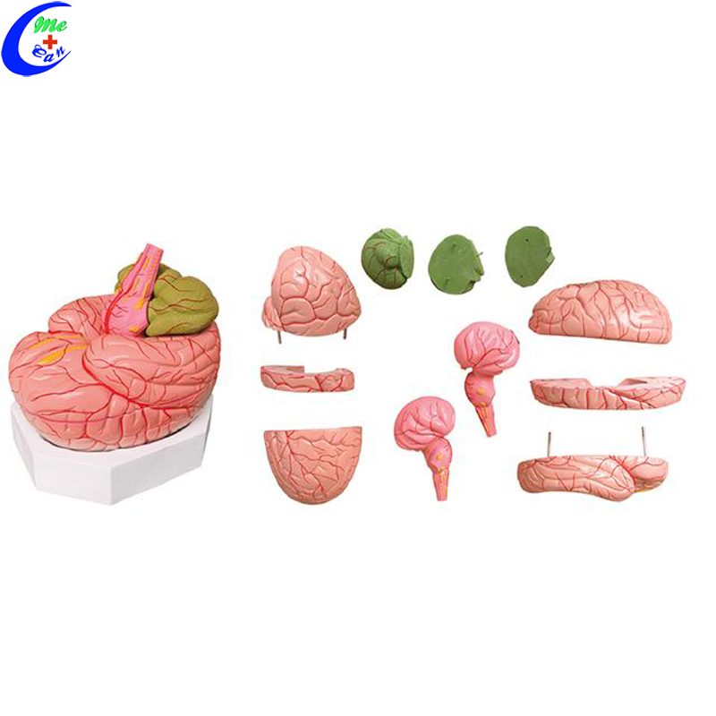brain model .jpg