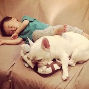 dog smell