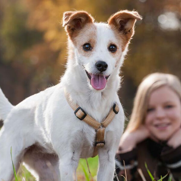 adopt homeless dogs