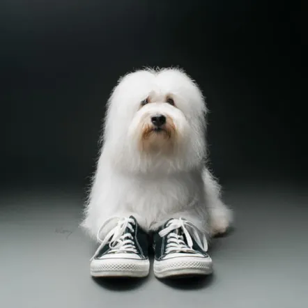 犬は靴を履く必要があると思いますか Qqpets Qqpets 犬は靴を履く必要があると思いますか Qqpets Qqpets