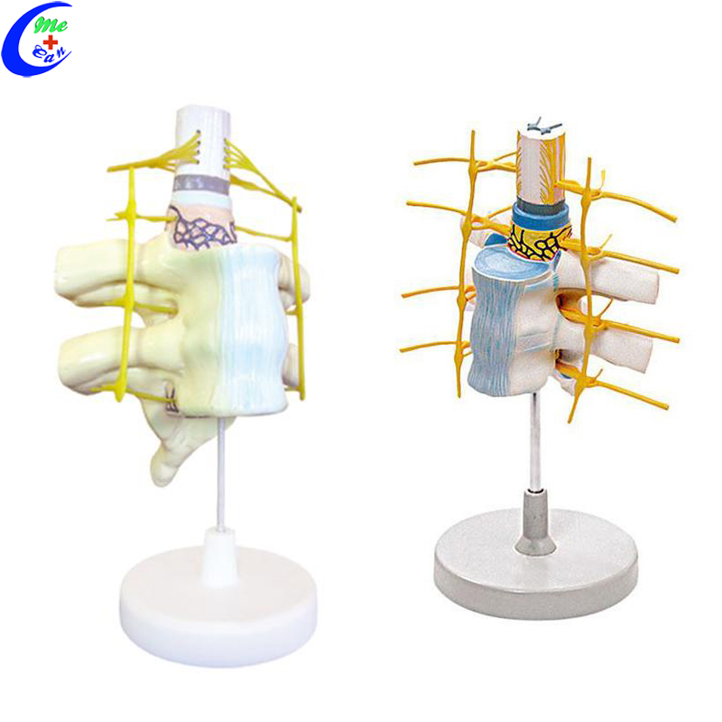 spinal cord model.jpg