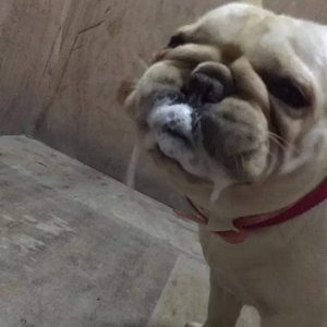 dog care tips