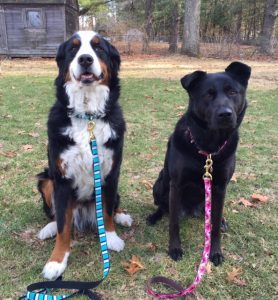 犬の首輪と鎖の工場用品 Qqpetsの犬の首輪と鎖の製品は何種類ですか Qqpets 犬の首輪と鎖の工場用品 Qqpetsの犬の首輪と鎖の製品は何種類ですか Qqpets