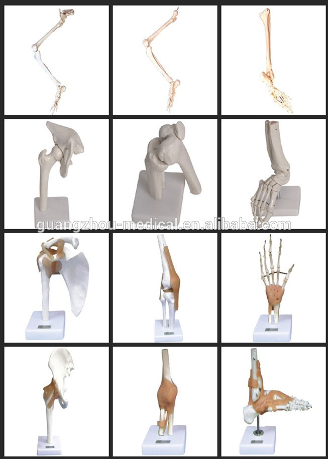 180cm Artificial human body model