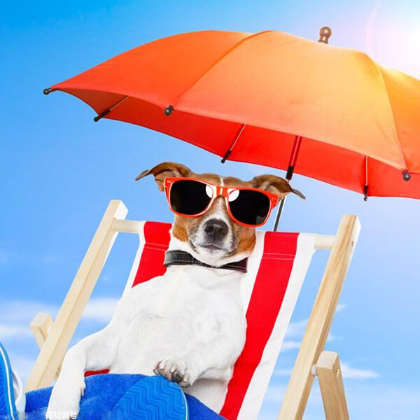 dog's paradise