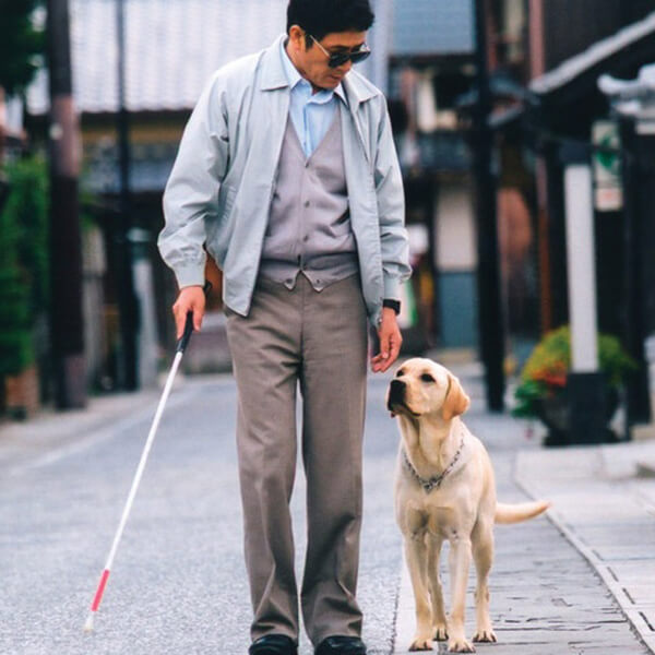 service dog
