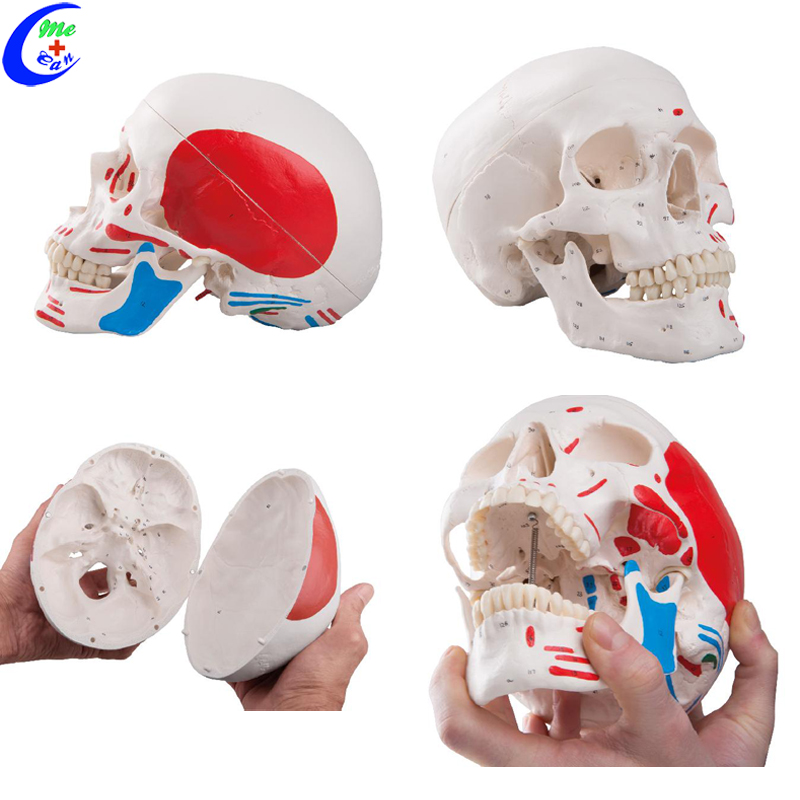 human anatomy model.jpg