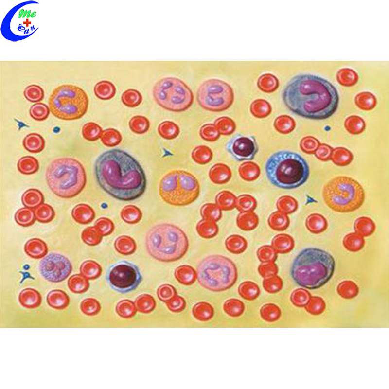 blood circulation model