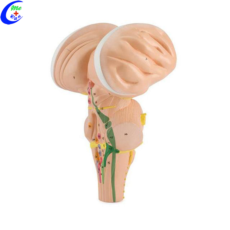 brain anatomy model.jpg