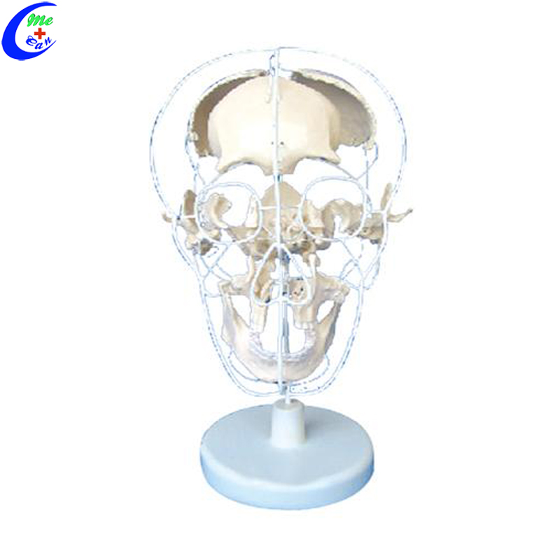 human anatomical model.jpg