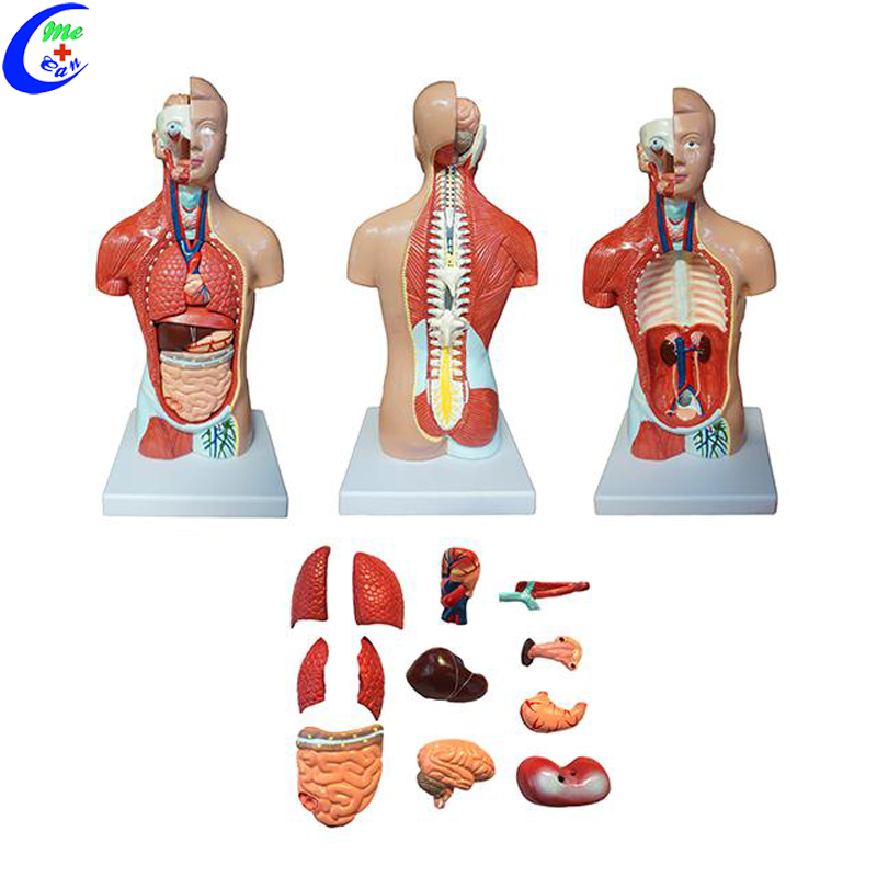 human anatomy torso model.jpg