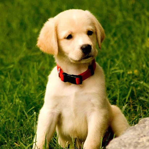 dog trainning