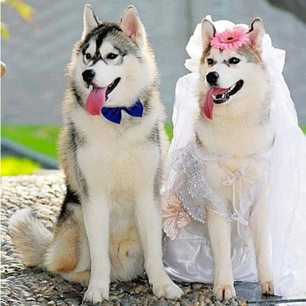 dogs wedding