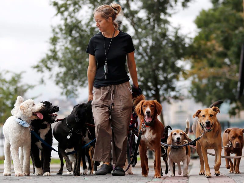 dog walker