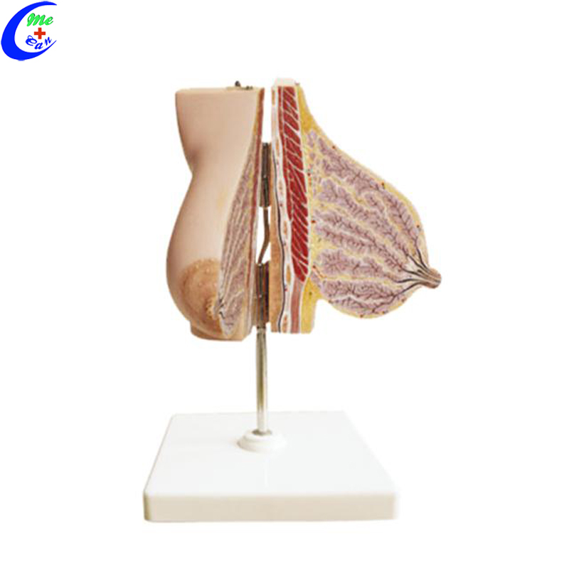 female anatomy model.jpg