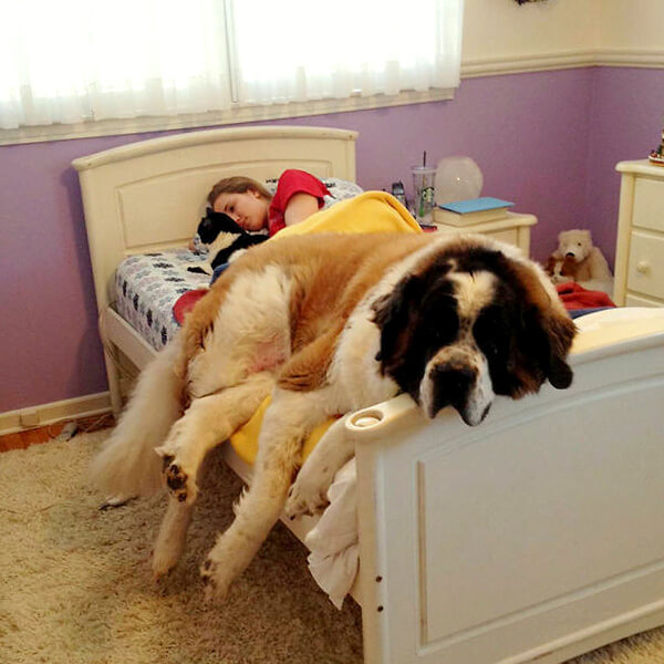 discussion about sleeping with dogs