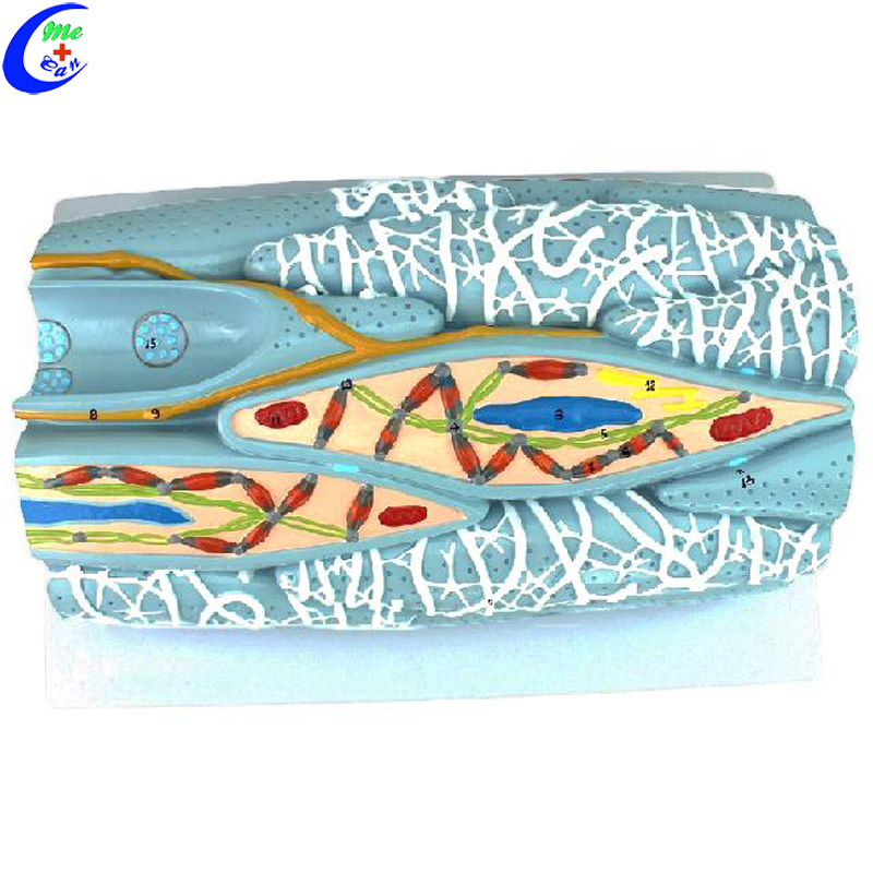 anatomical model muscle.jpg