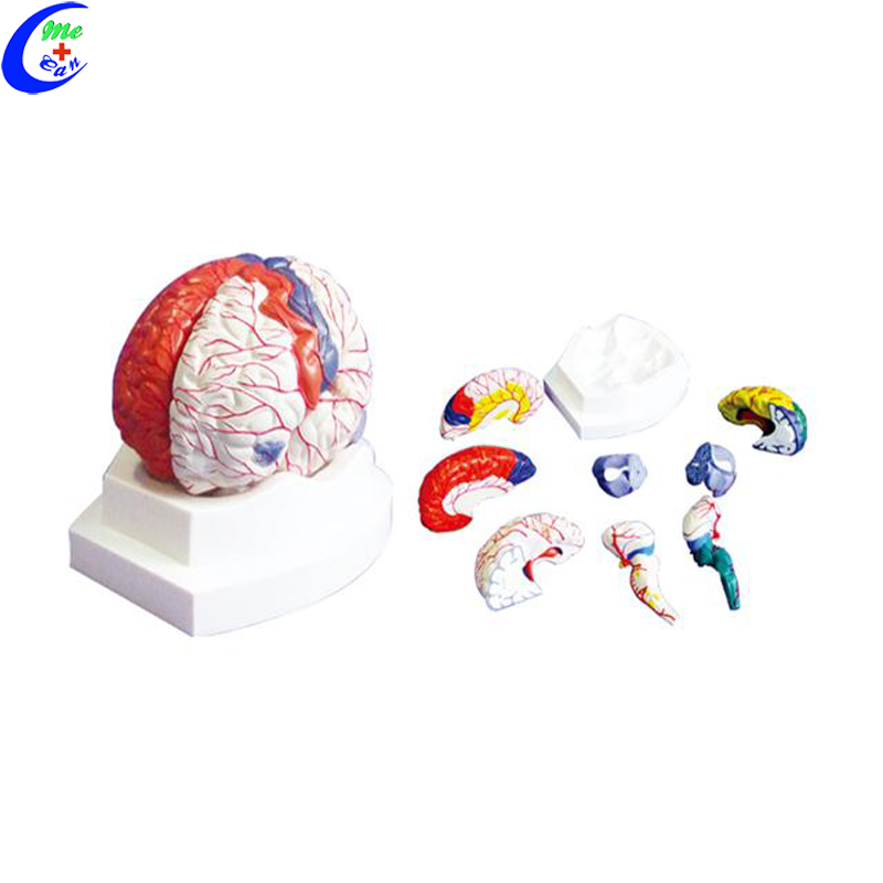 plastic brain models .jpg