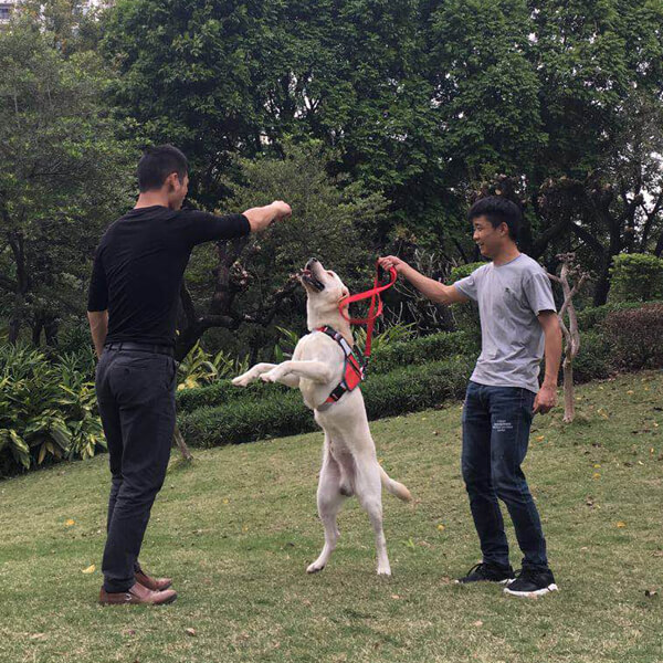 dog training