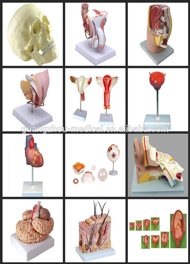 180cm Artificial Human Body Anatomy Skeleton Model