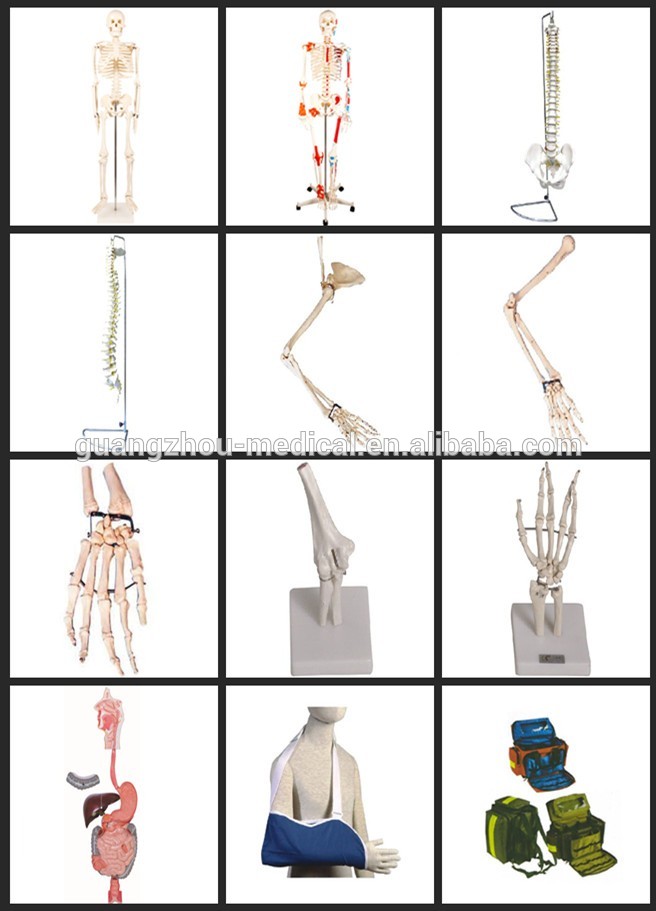 180cm Artificial Human Body Anatomy Skeleton Model