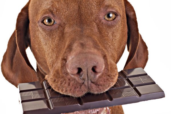 pet products