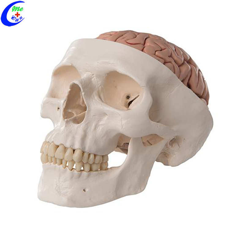 human anatomical model .jpg