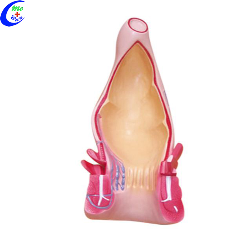 human anatomy model.jpg