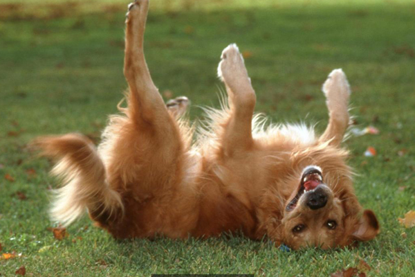 dogs language