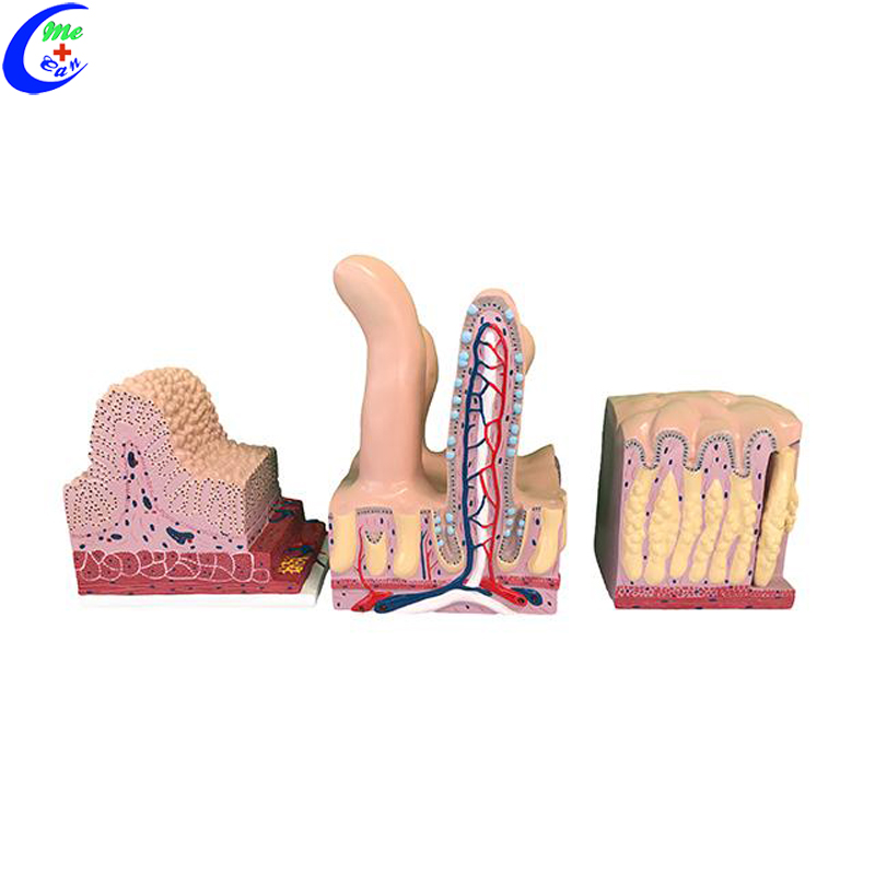skin structure model .jpg
