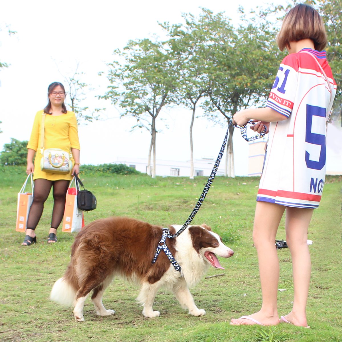 dog harness